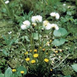 Tussilago farfara 04.jpg