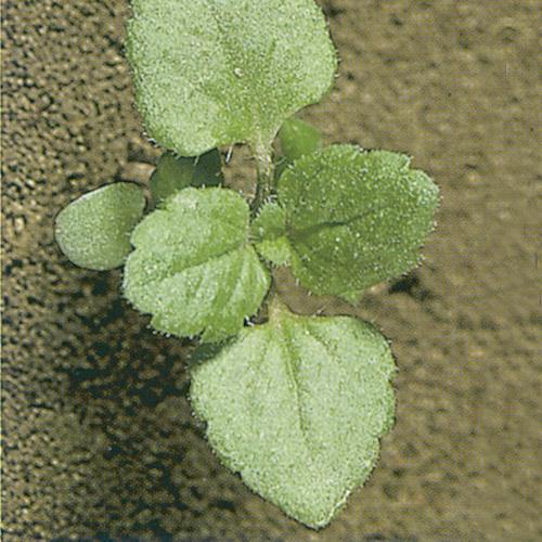 Veronica agrestis02.jpg