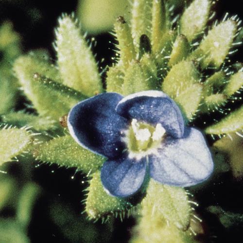 Veronica arvensis04.jpg