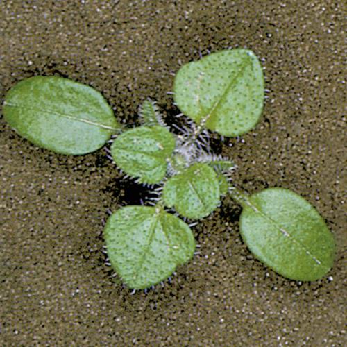 Veronica_hederifolia03jpg.jpg
