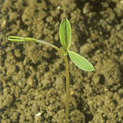 Vicia cracca01.jpg