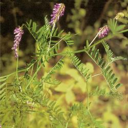 Vicia cracca03.jpg