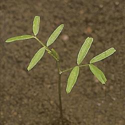 Vicia hirsuta01.jpg