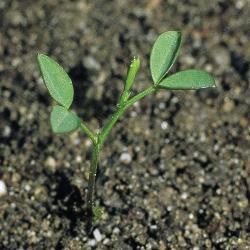 Vicia tetrasperma01.jpg