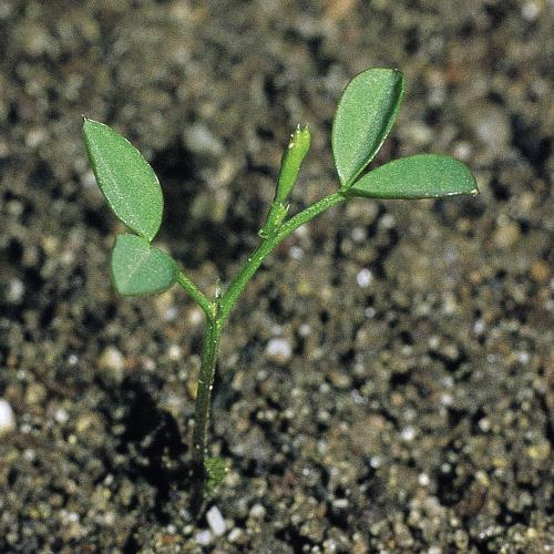 Vicia tetrasperma01.jpg