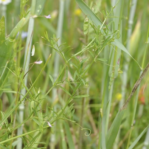 Vicia tetrasperma02.jpg