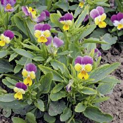 Viola tricolor02.jpg