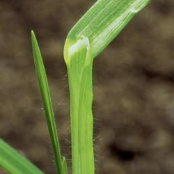 Bromus erectus02.jpg