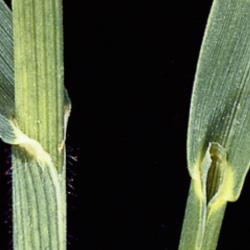 Bromus inermis01 02.jpg