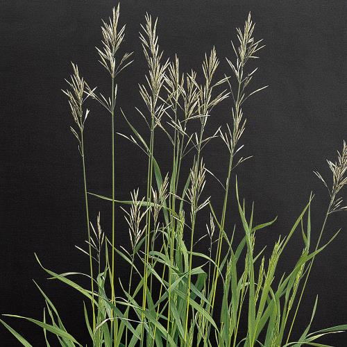 Bromus inermis03.jpg