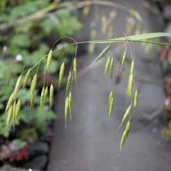 Bromus japonicus02.jpg