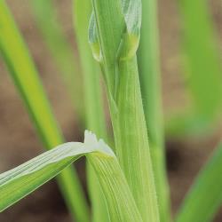 Bromus secalinus01.jpg