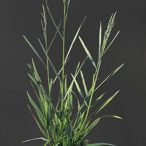 Bromus secalinus03.jpg