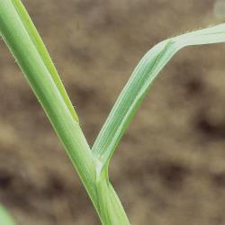 Bromus secalinus02.jpg