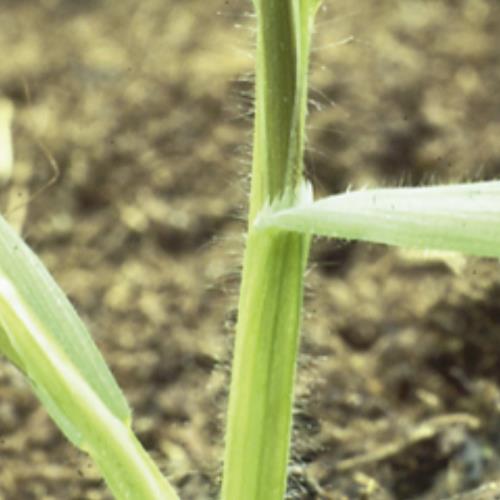 Bromus tectorum01.jpg