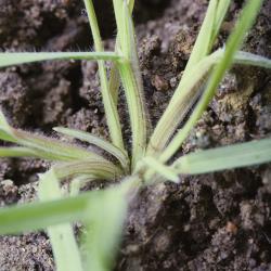 Bromus tectorum02.jpg