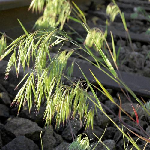 Bromus tectorum03.jpg