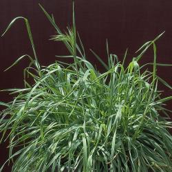 Bromus tectorum04.jpg