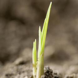 Cyperus esculentus01.jpg