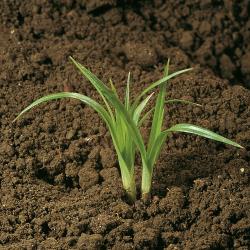 Cyperus esculentus02.jpg