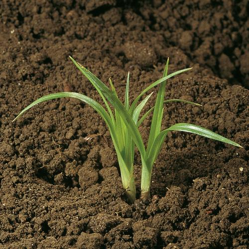 Cyperus esculentus02.jpg