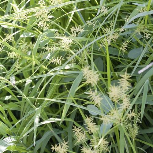 Cyperus esculentus03.jpg