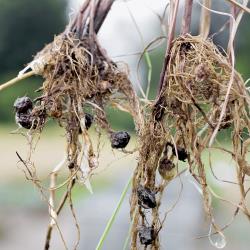 Cyperus esculentus04.jpg