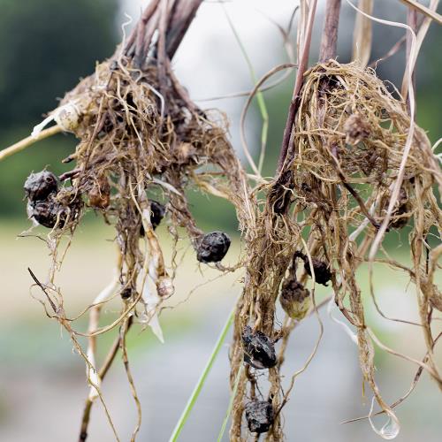 Cyperus esculentus04.jpg