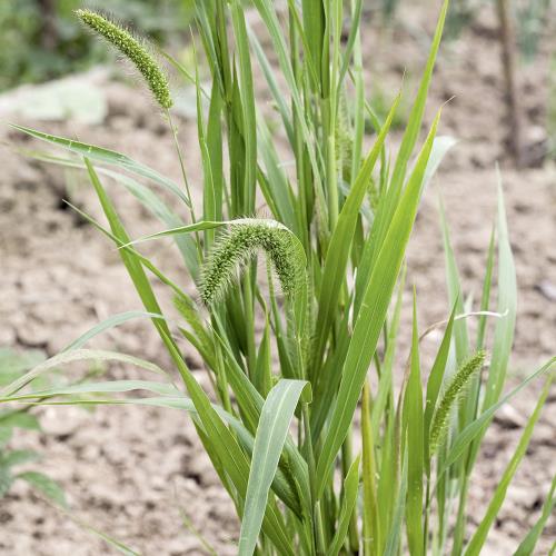 Setaria verticillata03.jpg