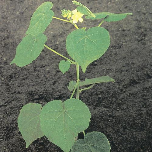 Abutilon theophrasti03.jpg