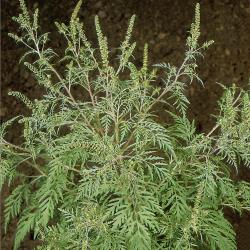 Ambrosia artemisiifolia03.jpg