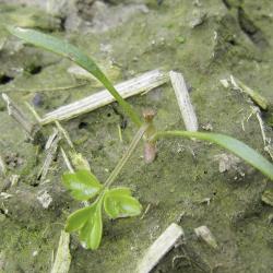 Anthriscus sylvestris01.jpg