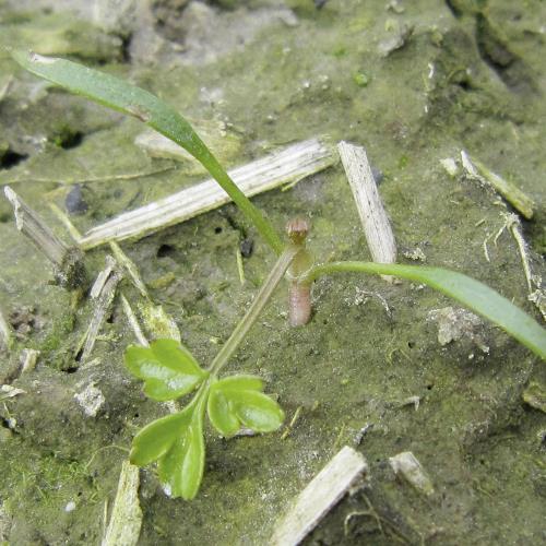 Anthriscus sylvestris01.jpg
