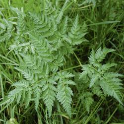 Anthriscus sylvestris02.jpg