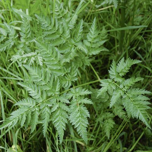 Anthriscus sylvestris02.jpg