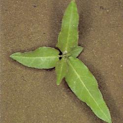 Polygonum amphibium01.jpg