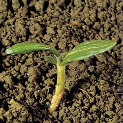 Polygonum amphibium02.jpg