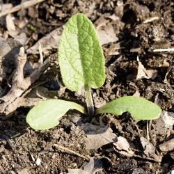 Symphytum officinale01.jpg