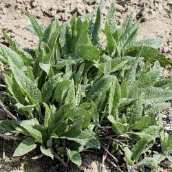 Symphytum officinale02.jpg