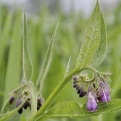 Symphytum officinale03.jpg