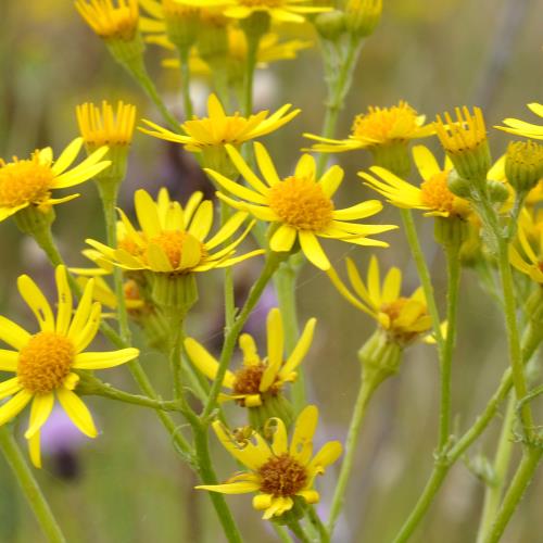 jacobskreuzkraut_Blüte1.jpg
