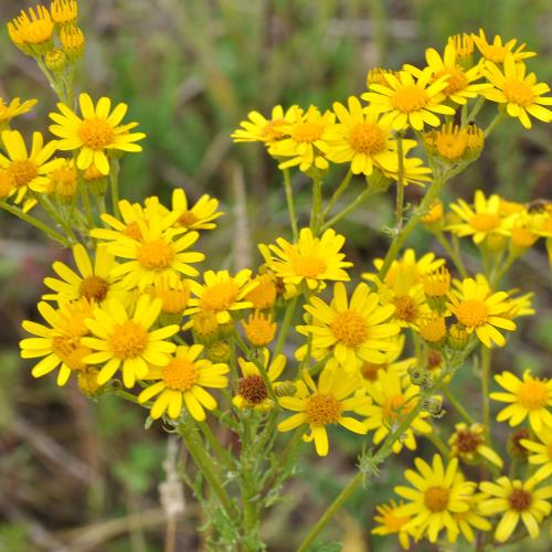 jacobskreuzkraut_Blüte2.jpg