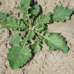 Jacobskreuzkraut_Rosette.jpg