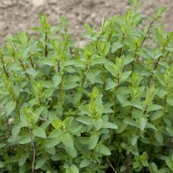 Hypericum perforatum_02.jpg