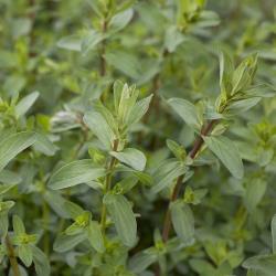 Hypericum perforatum_03.jpg