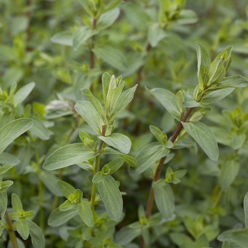 Hypericum perforatum_03.jpg