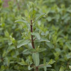 Hypericum perforatum_04.jpg