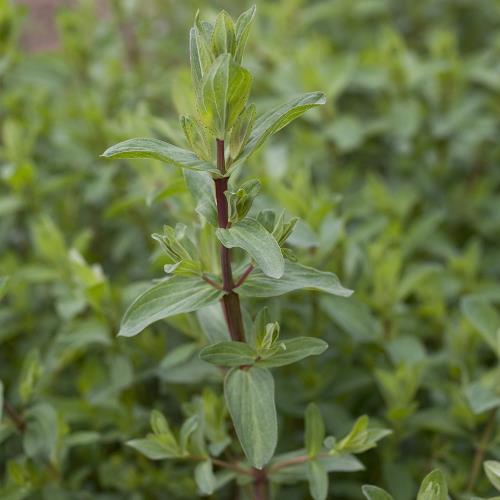 Hypericum perforatum_04.jpg