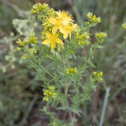 Hypericum perforatum_05.jpg