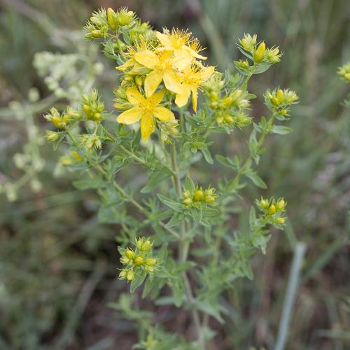 Hypericum perforatum_05.jpg